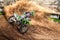 2019 Kawasaki KX 450 Base