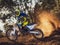 2025 Husqvarna TC 125 Base